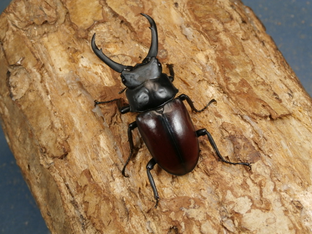 ドンキエルコクワ♂単品