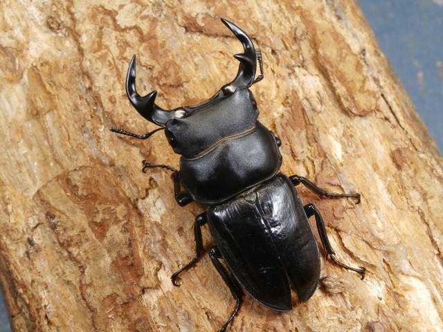 タイワンオオクワ♂単品　No.2