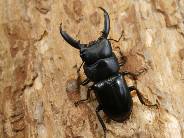 チョウセンヒラタ♂単品