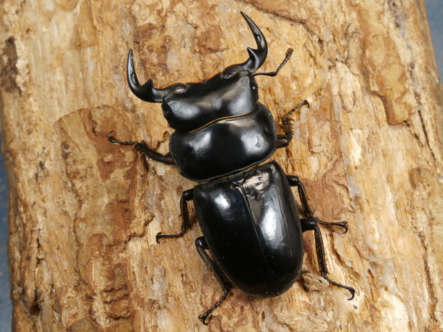 ラオスアンタエウス♂単品　NO.1