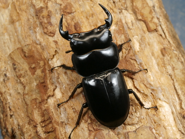 ラオスアンタエウス♂単品　NO.2