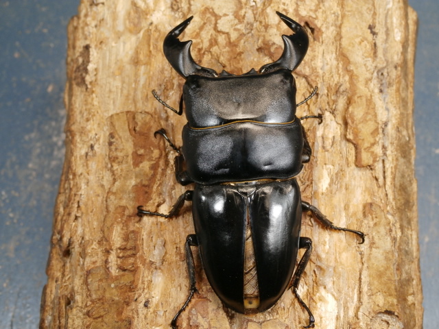 ダイオウヒラタ♂単品