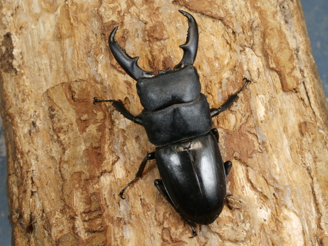 本土ヒラタ♂単品　No.1