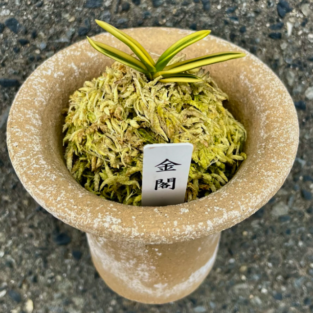 富貴蘭【蒼】 富貴蘭を楽しんで