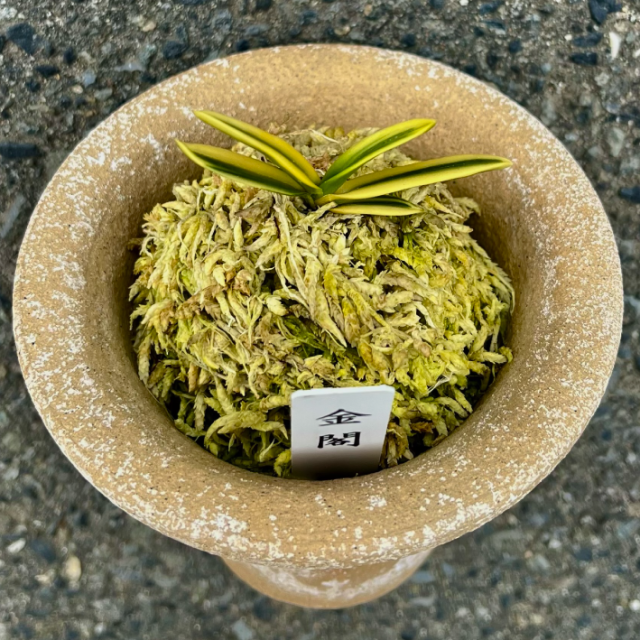 富貴蘭　金城錦(金閣) 富貴蘭 金城錦(金閣) - メルカリ