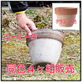 陶器 人気鉢 グリーンポット 人気
