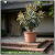 ER-2163 Euro3Plast ユーロ3 樹脂製植木鉢