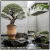 クレタ島 松尾貿易 大型壺 植木鉢