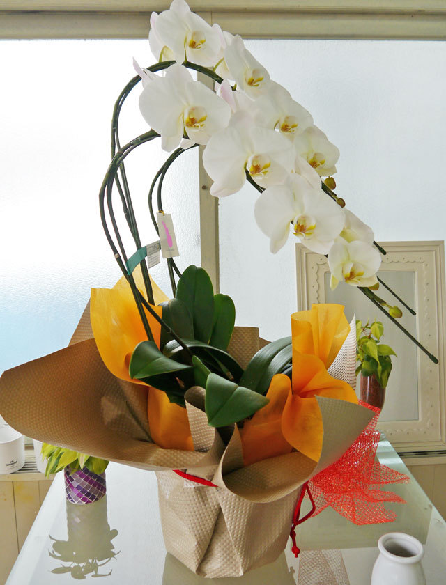 胡蝶蘭2.5万3本立ち