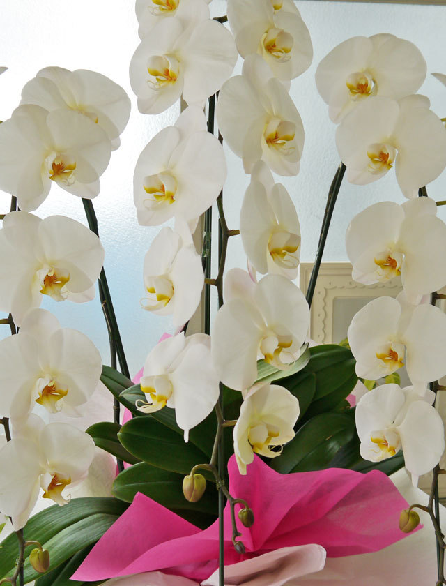 胡蝶蘭3万3本立ち