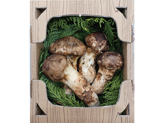 JA上伊那 箕輪町産 松茸 約200g_冷蔵便