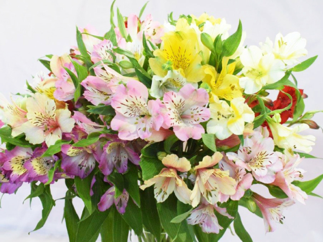 JA上伊那 アルストロメリア 20本