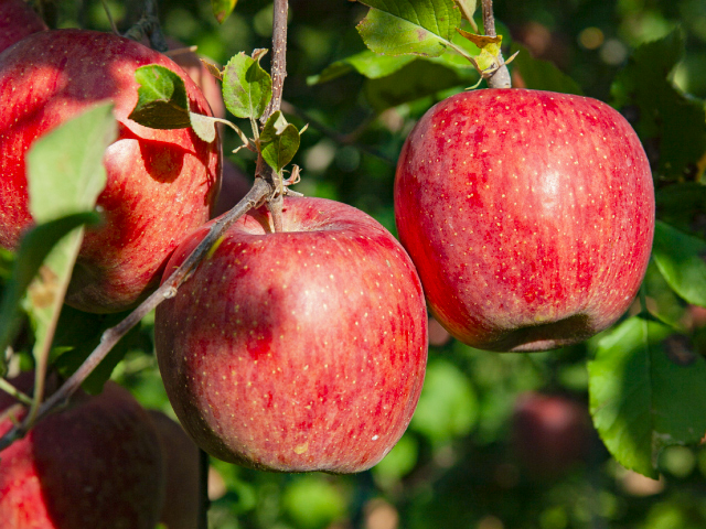 大ちゃん農園 サンふじ