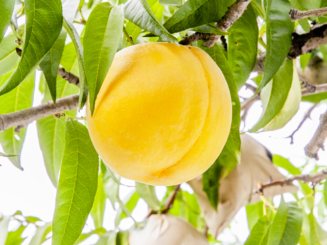 海谷さんちの長野県中野市産 ゴールデンピーチ 大玉3kg