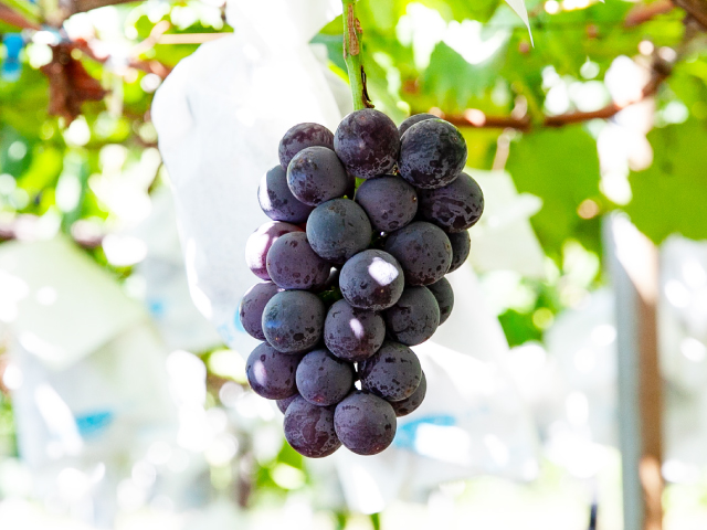 こばやし園 巨峰