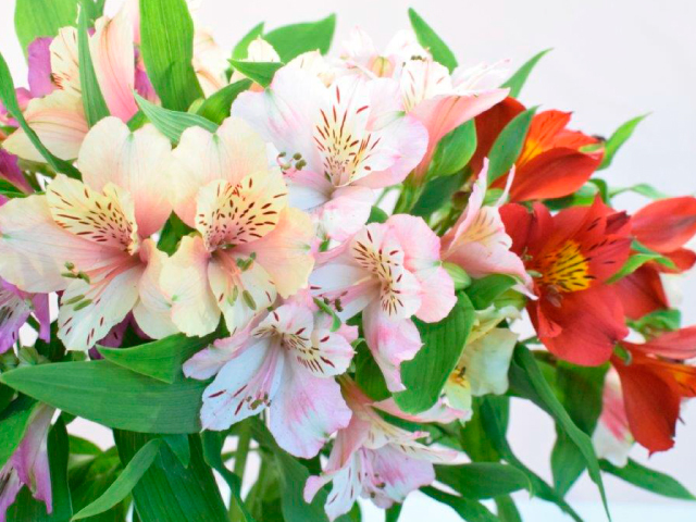 JA上伊那 アルストロメリア