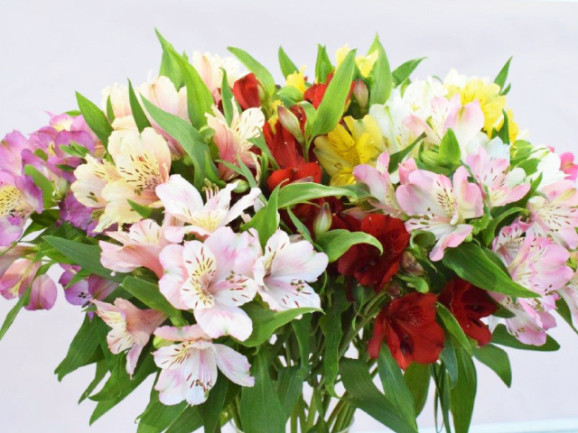 JA上伊那 アルストロメリア