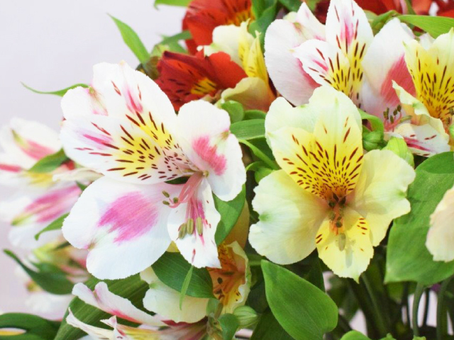 JA上伊那 アルストロメリア