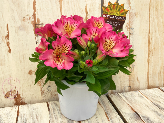 JA上伊那 アルストロメリア鉢