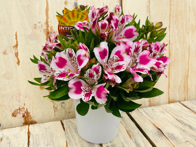 JA上伊那 アルストロメリア鉢