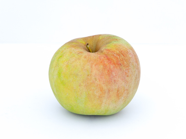 ブレンハイムオレンジ