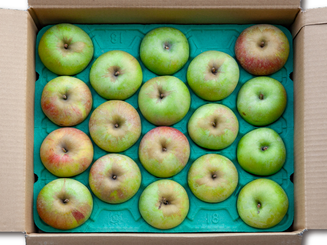 ブレンハイムオレンジ