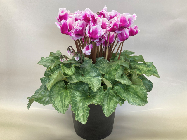 JA上伊那　シクラメン