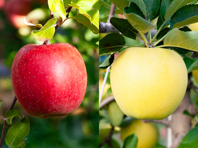 大ちゃん サンふじシナノゴールド