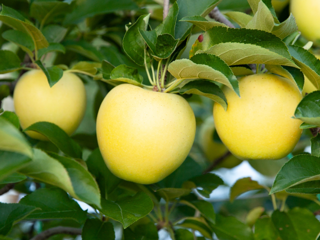 長野県芋井 大ちゃん農園 サンふじ＆シナノゴールド 約5kg_贈答用