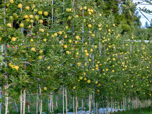 大ちゃん農園　シナノゴールド