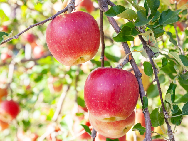 長野県芋井 大ちゃん農園 シナノスイート小玉 約5kg