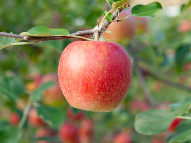 大ちゃん農園 シナノスイート