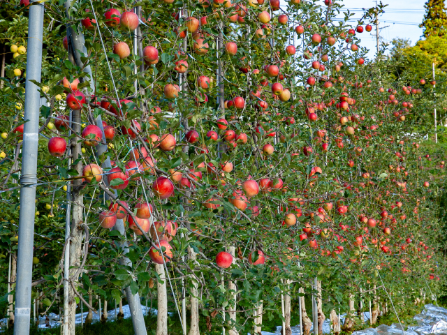 大ちゃん農園 シナノスイート