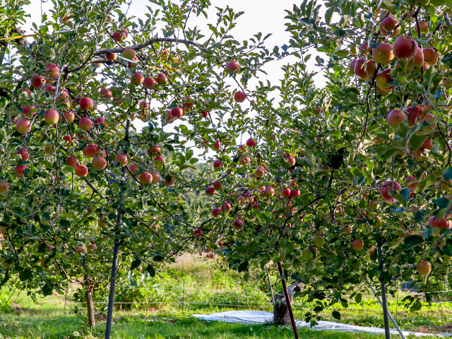 大ちゃん農園 シナノスイート