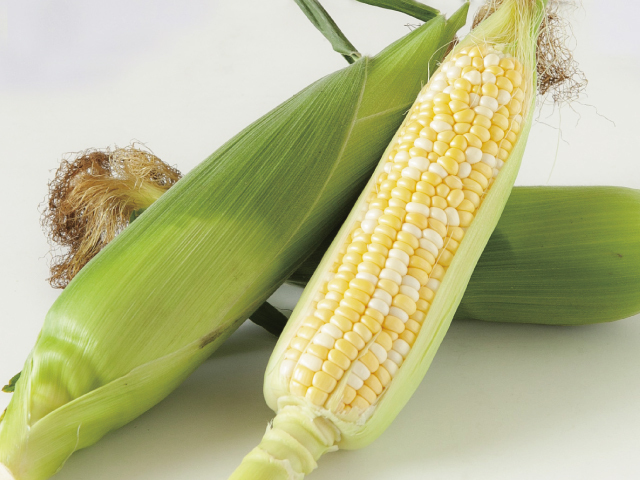 信濃町指定農園とうもろこし ゴールドラッシュ＆どきどきコーン 食べ