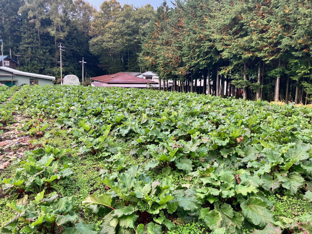長野県富士見町産 赤いルバーブ(カット) 500g【冷凍】