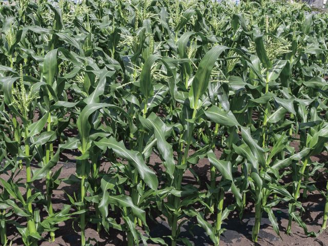 信濃町若月農園