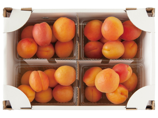 あんず　ハーコット