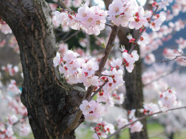 あんず　ハーコット