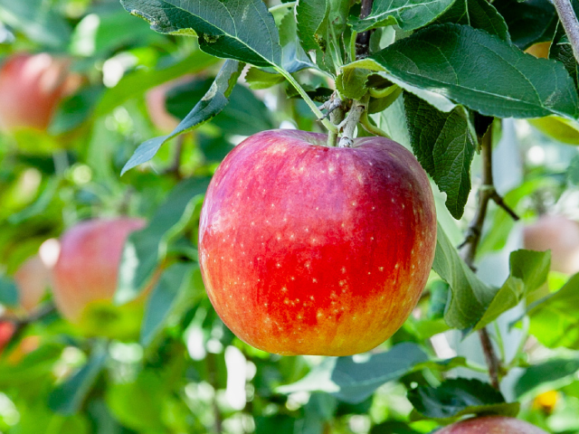JA上伊那 シナノリップ