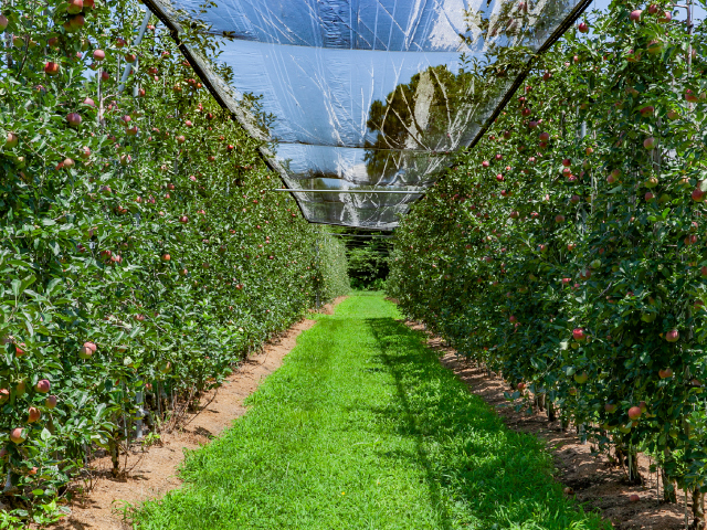 JA上伊那 シナノリップ 約3kg