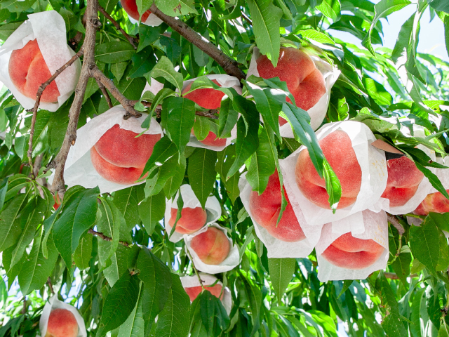 天然桃珊瑚貫通穴玉3個 タツキ　　専ー2 天然桃珊瑚貫通穴玉3個 タツキ 専ー2 tosasangoya_r5mp10-318y