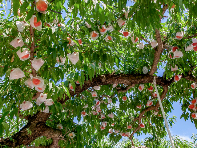 海谷さんちの長野県中野市産なつっこ