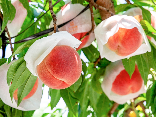 海谷さんちの長野県中野市産なつっこ