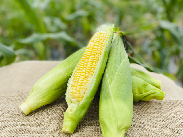 サンキスドファーム”太陽のくちづけ” 10本