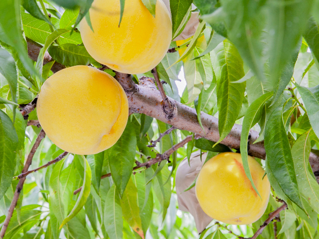 海谷さんちの長野県中野市産 ゴールデンピーチ 大玉3kg