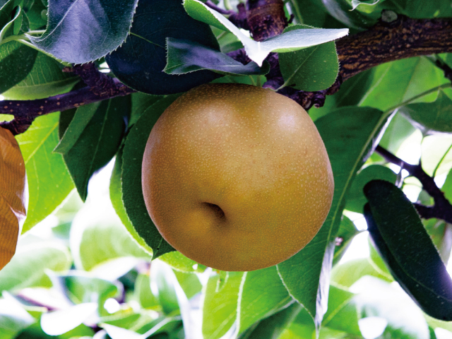 海谷さんちの南水