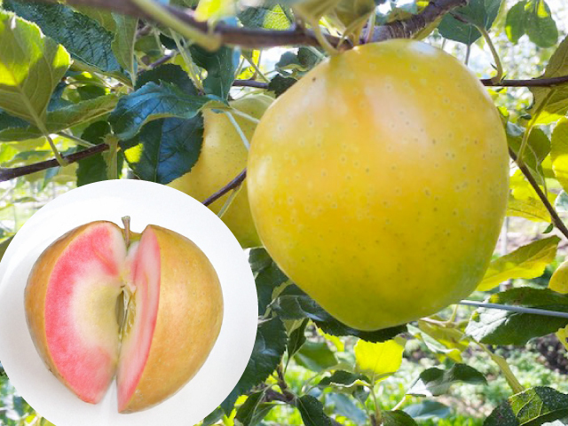 JA上伊那　なかののきらめき