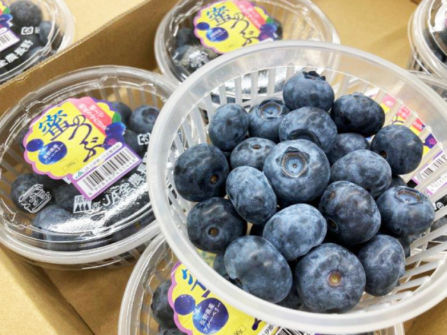 JA上伊那 生ブルーベリー 蜜のつぶ 100g×8パック