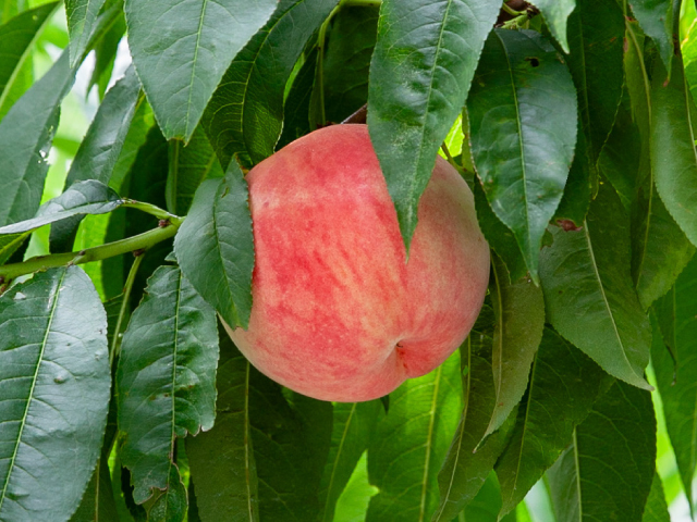 こばやし園 あかつき